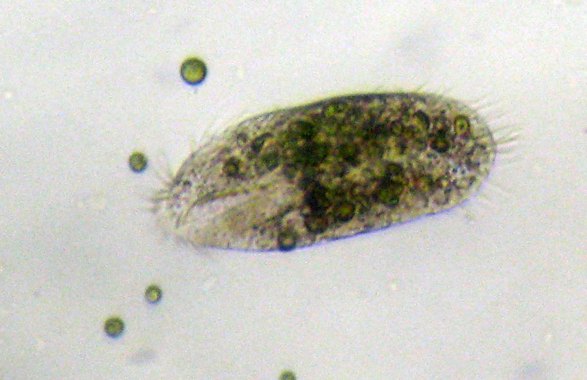 Tre Protozoi da identificare (se possibile)